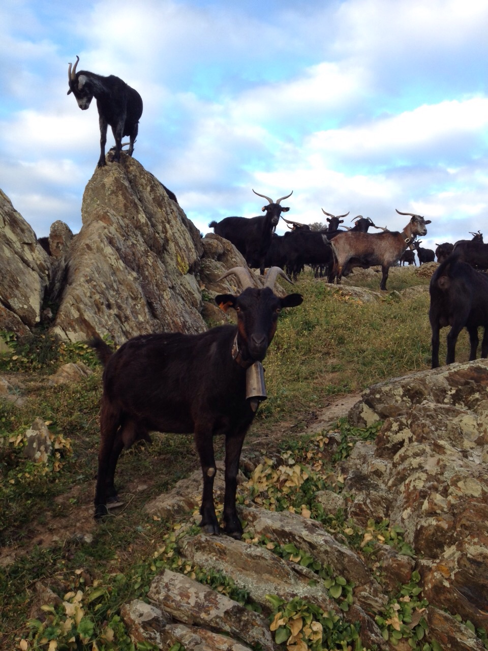Cabras Veratas sobre las rocas en pastoreo extensivo