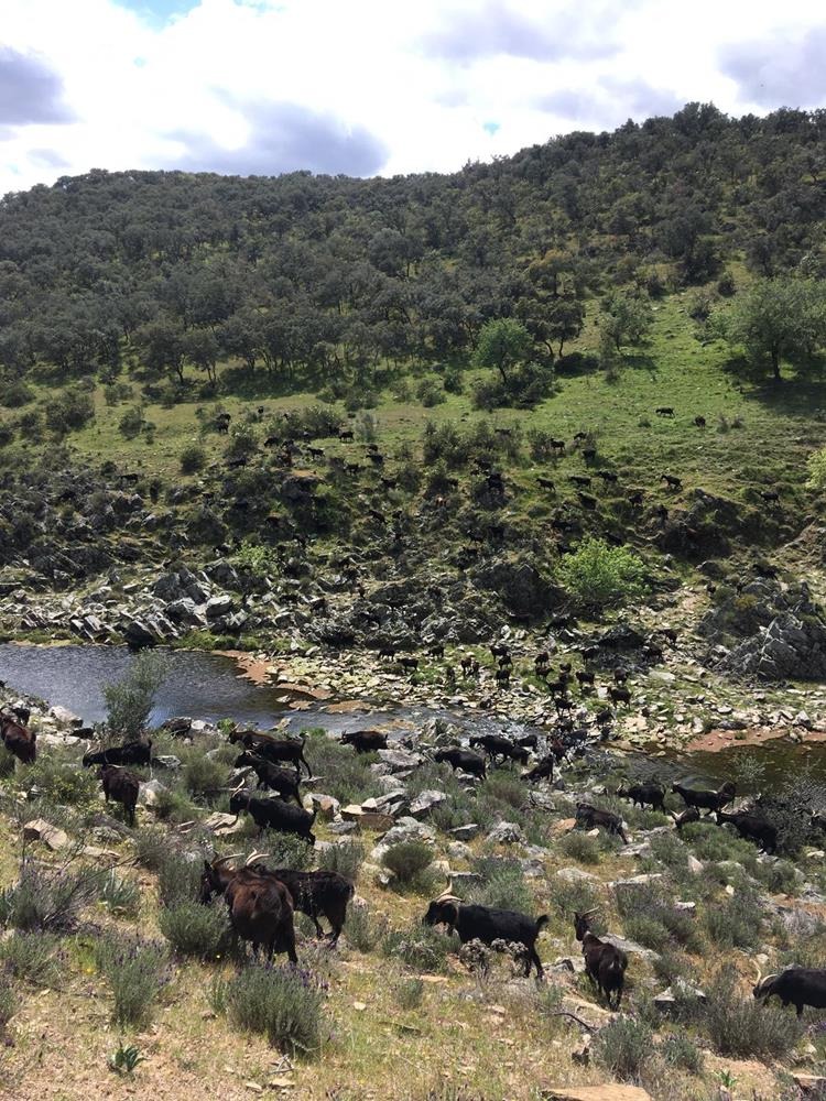 Rebaño de cabras Verata pastando en la dehesa La Patilla